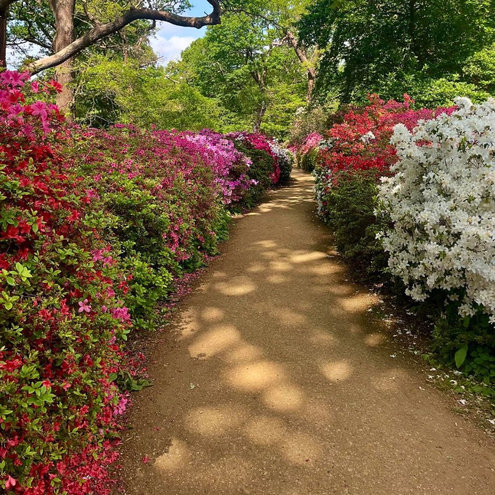 Flowering Azaleas in a pathway Flowering Shrubs