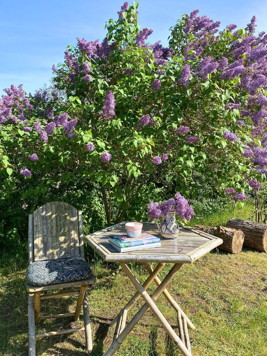 fully flowering Syringa vulgaris Flowering Shrubs