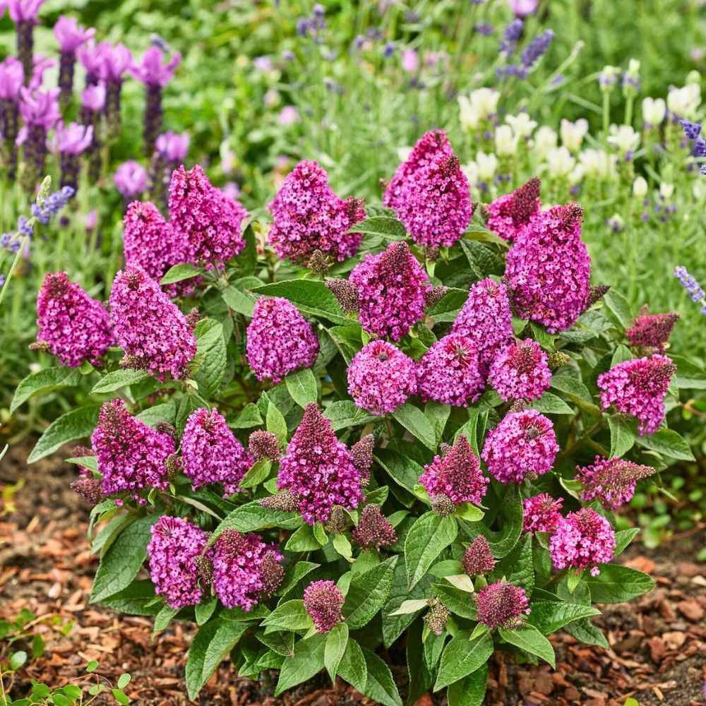 butterfly bush Flowering Shrubs
