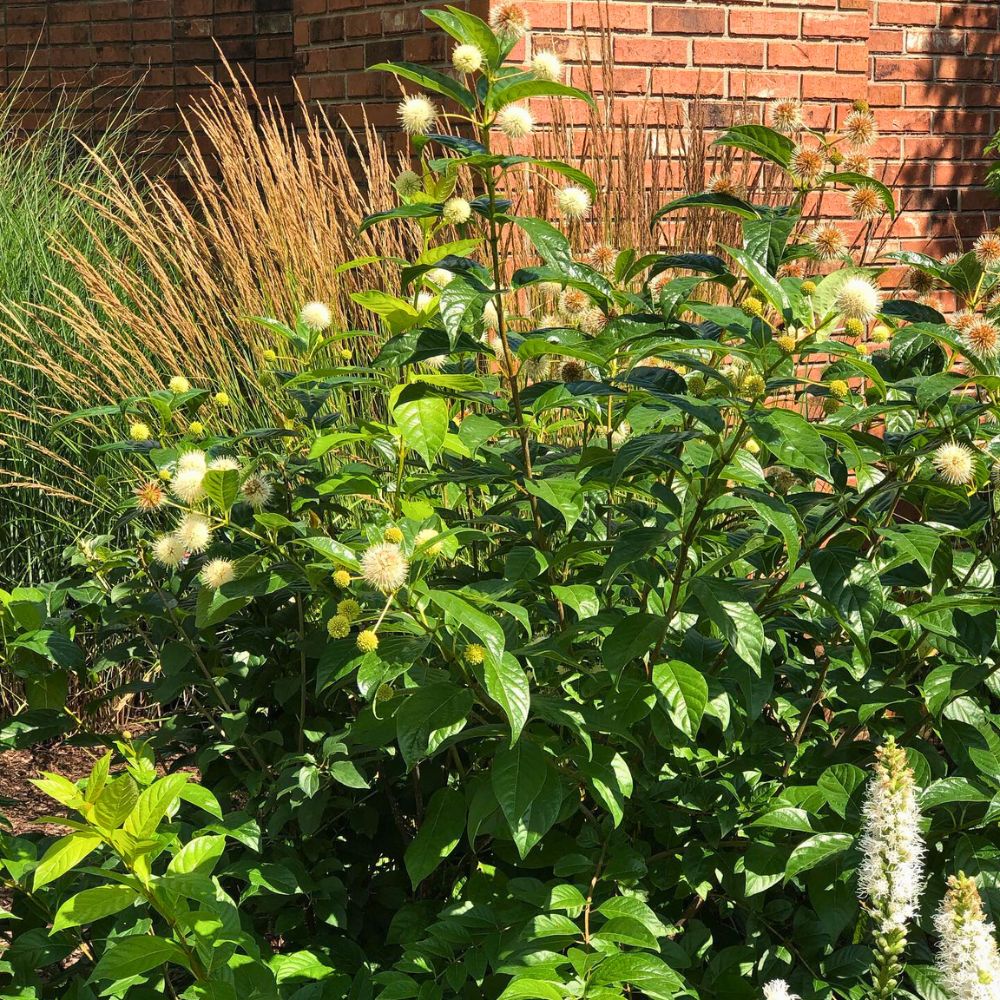 Flowering Button bush Flowering Shrubs