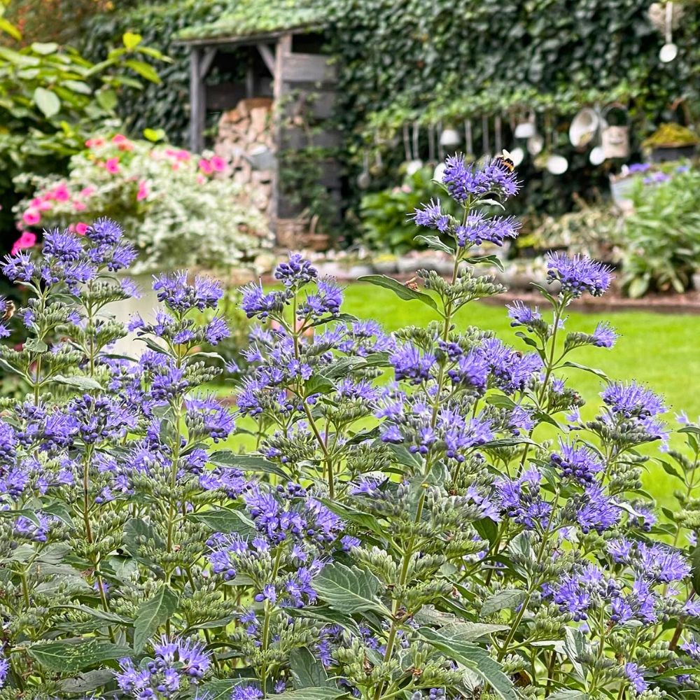 Flowering Caryopteris Flowering Shrubs