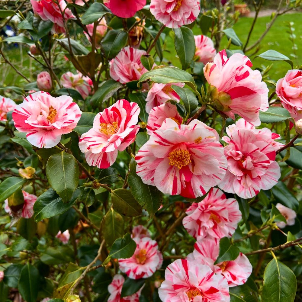 Camellia japonica Flowering Shrubs