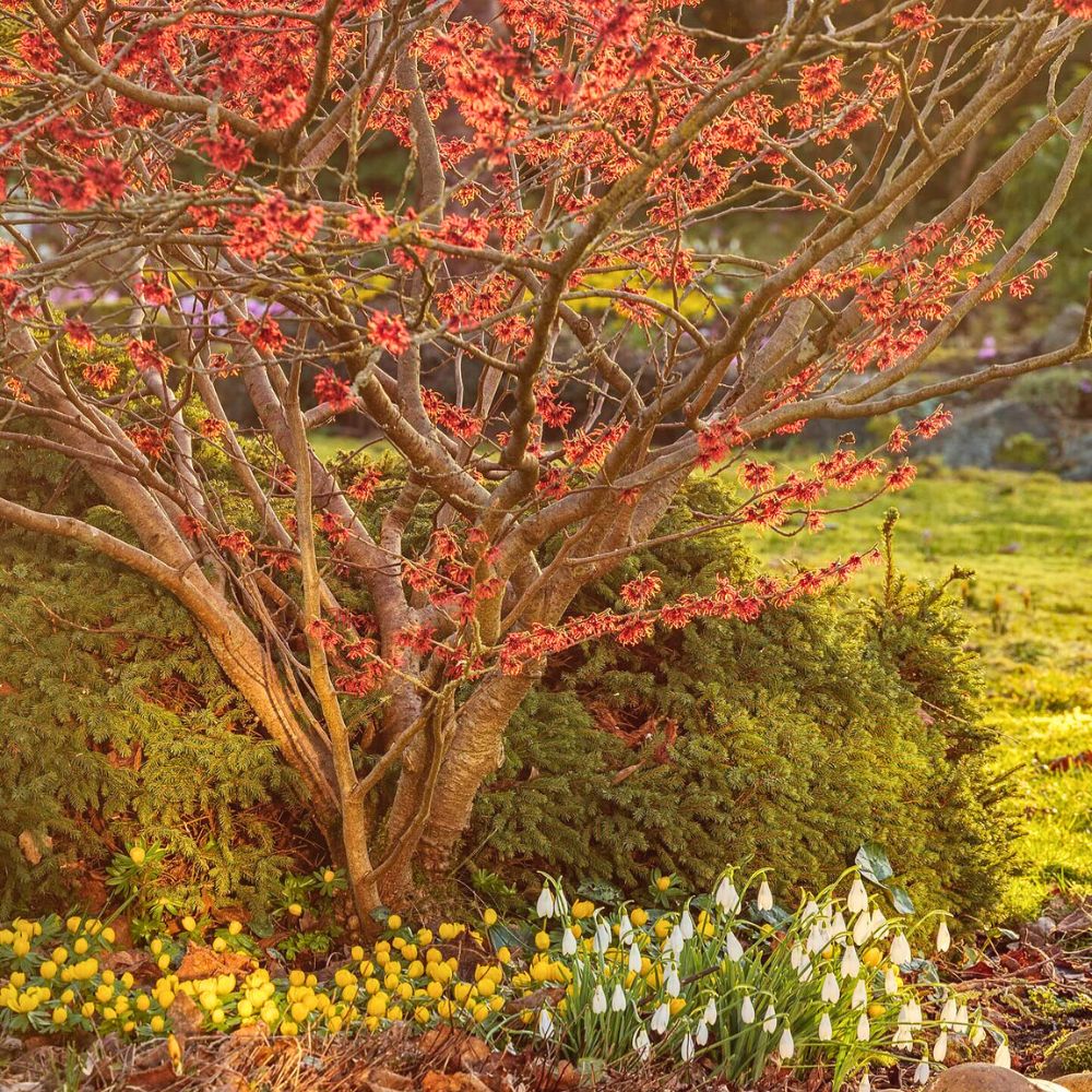 Flowering Witch hazel Flowering Shrubs
