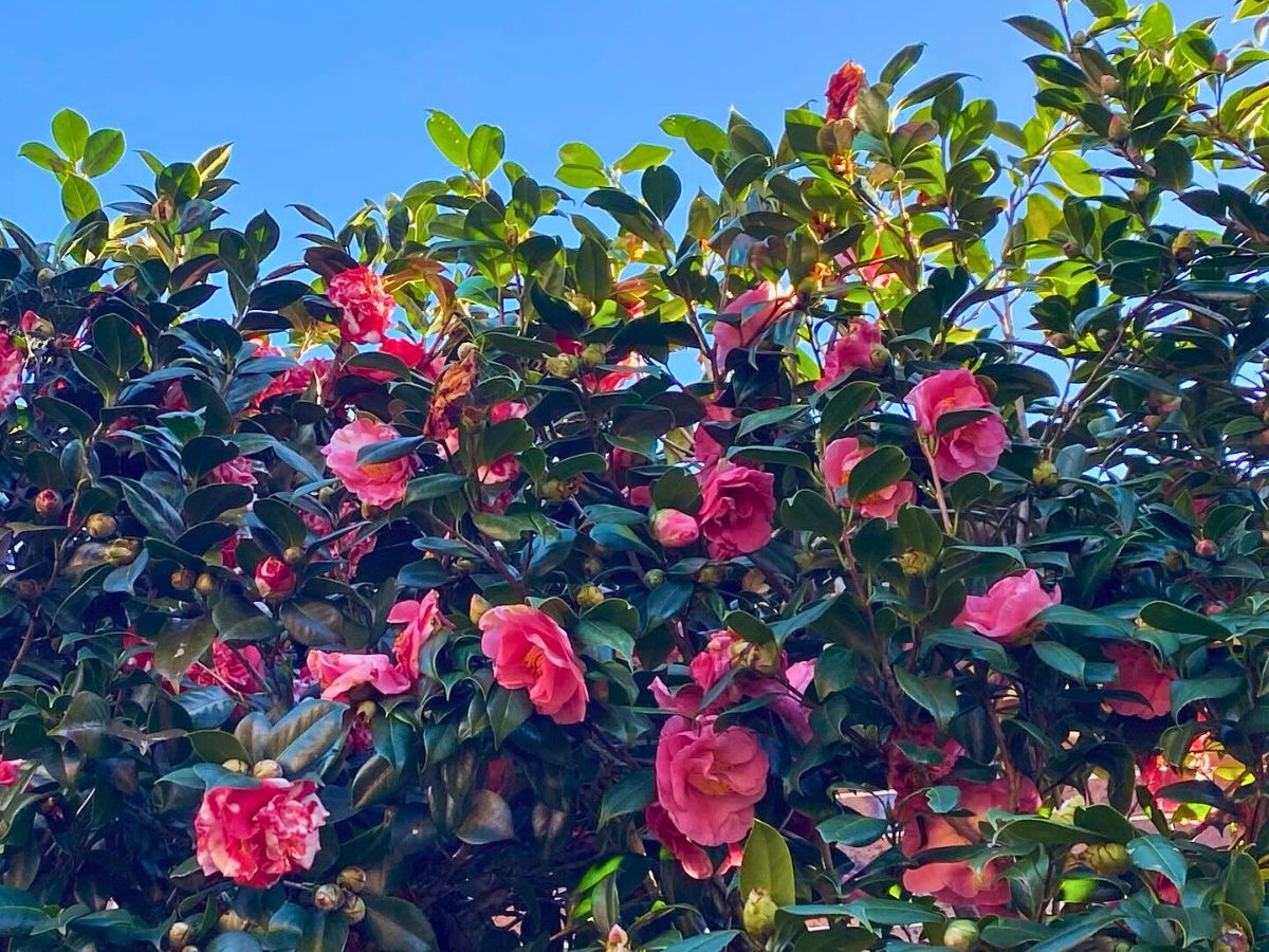 camellias Flowering Shrubs