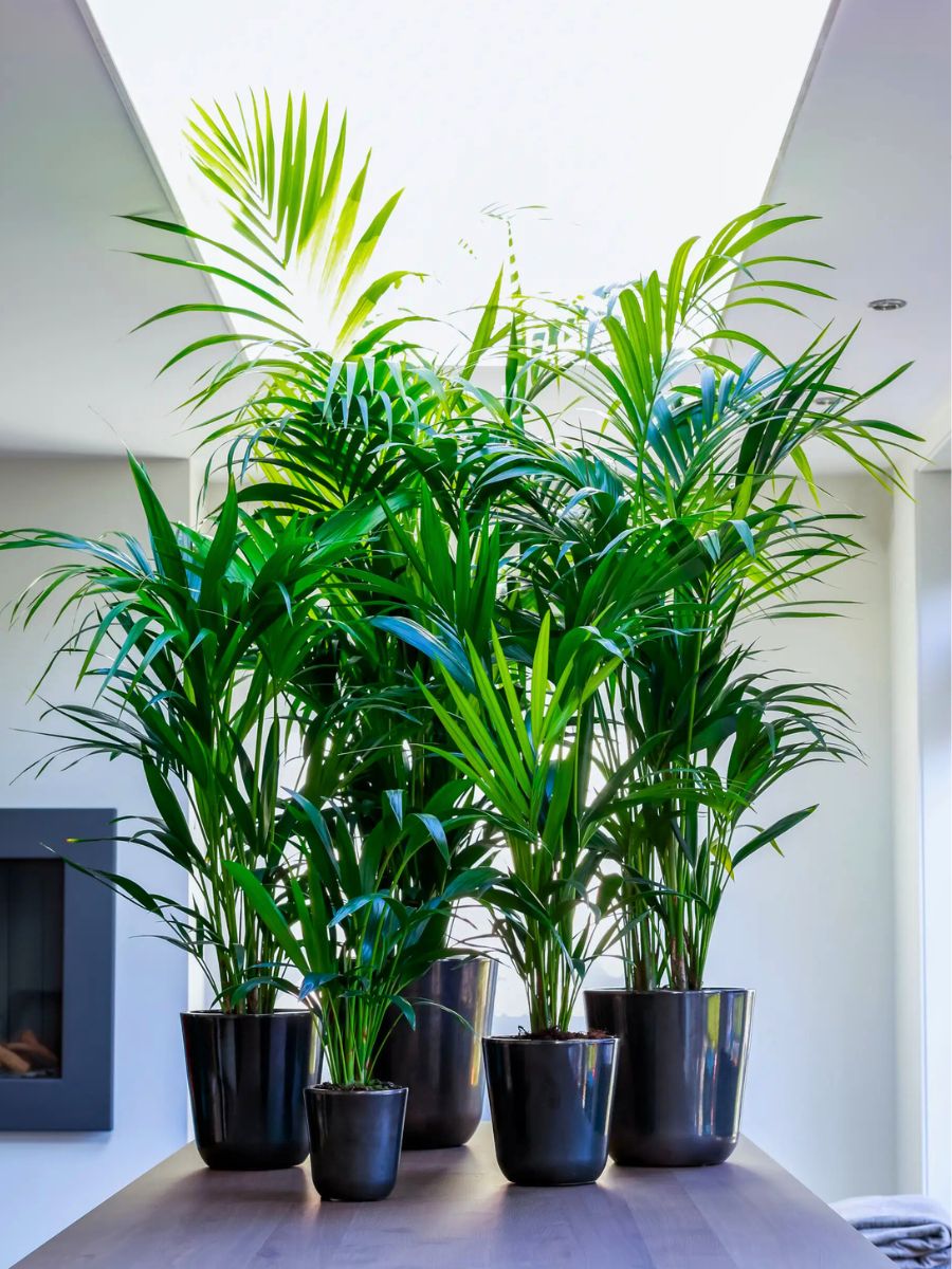 Kentia Palms in Various sizes on table by Air So Pure Kentia Palms in Various sizes on table by Air So Pure