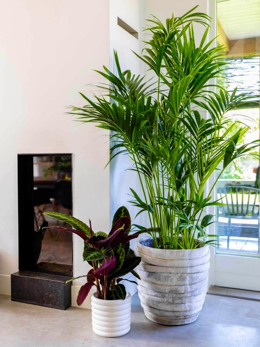Kentia Palm in livingroom by Air So Pure Kentia Palm in livingroom by Air So Pure