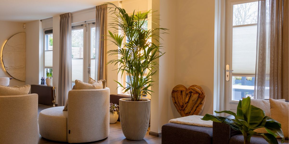 Kentia Palm livingroom by Air So Pure Kentia Palm livingroom by Air So Pure