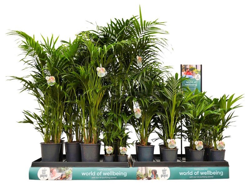 Kentia Palm in various sizes by Air So Pure Kentia Palm in various sizes by Air So Pure