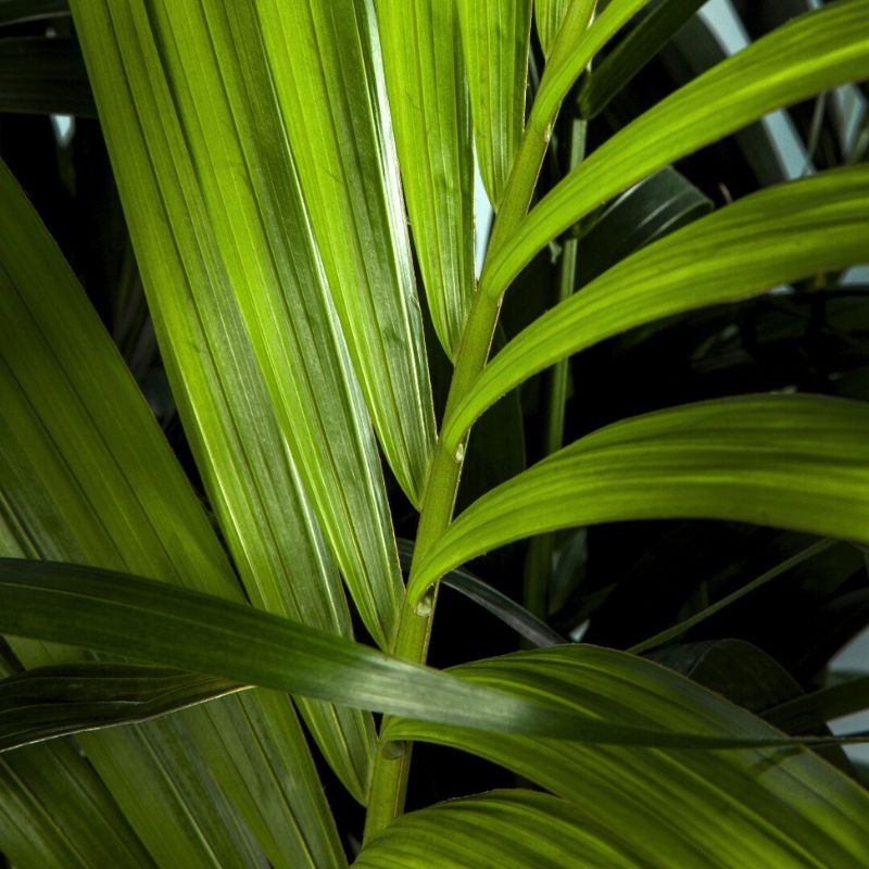 Kentia Palm close up by Air So Pure