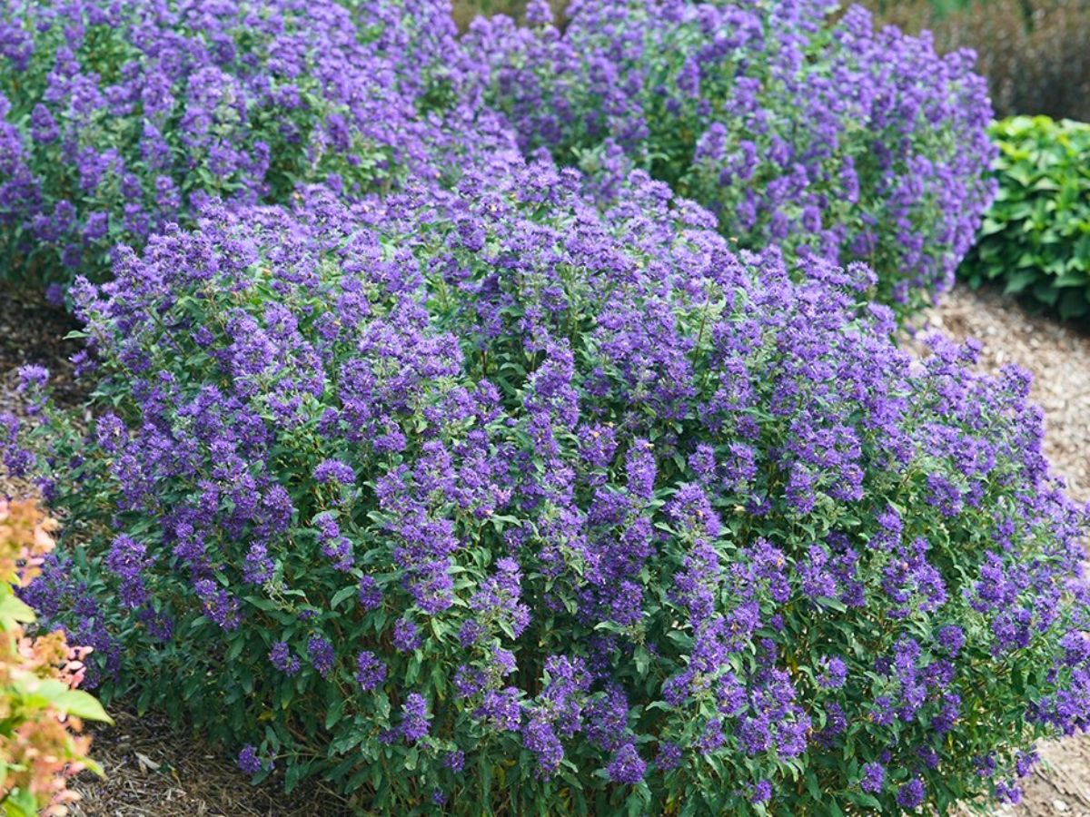 Beyond Midnight bluebeard Flowering Shrubs