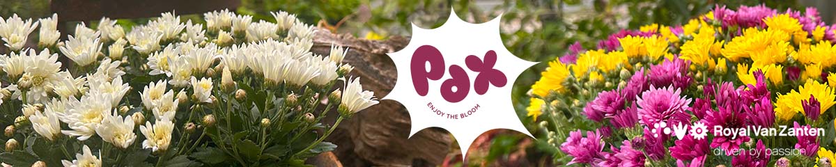Banner RoyalVanZanten Multiflora PaX