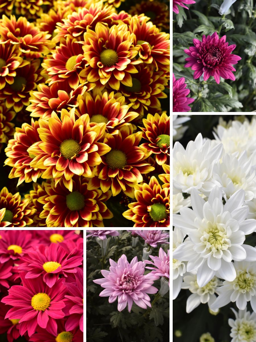Chrysanthemum varieties by Dummen Orange