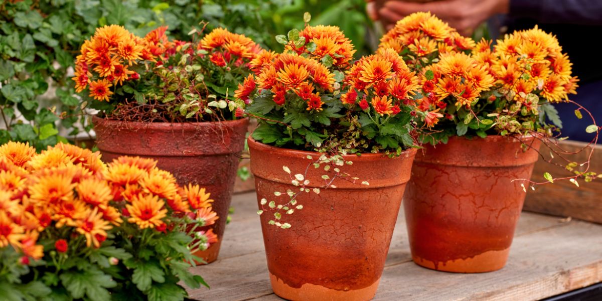 Orange colored Multiflora PaX Chrysanthemums from Royal Van Zanten