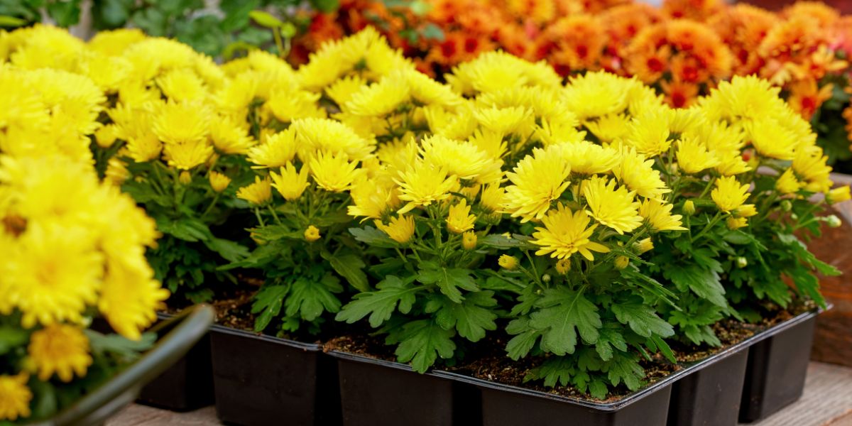 Multiflora PaX Yellow by Royal Van Zanten