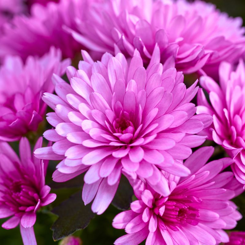 Multiflora PaX Chrysanthemums Pink by Royal Van Zanten