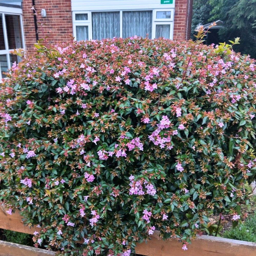 Fully flowering Abelia in the backyard Flowering Shrubs