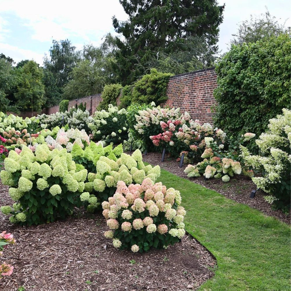 Flowering shrubs