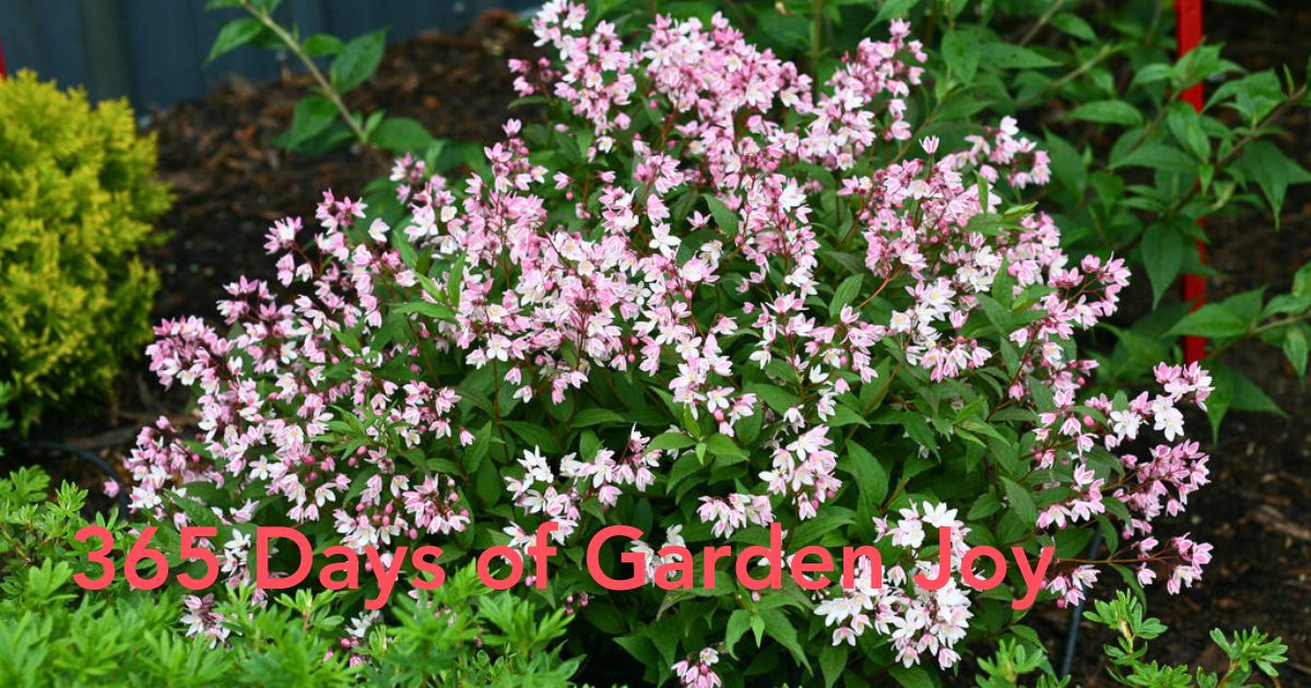 Flowering Shrubs