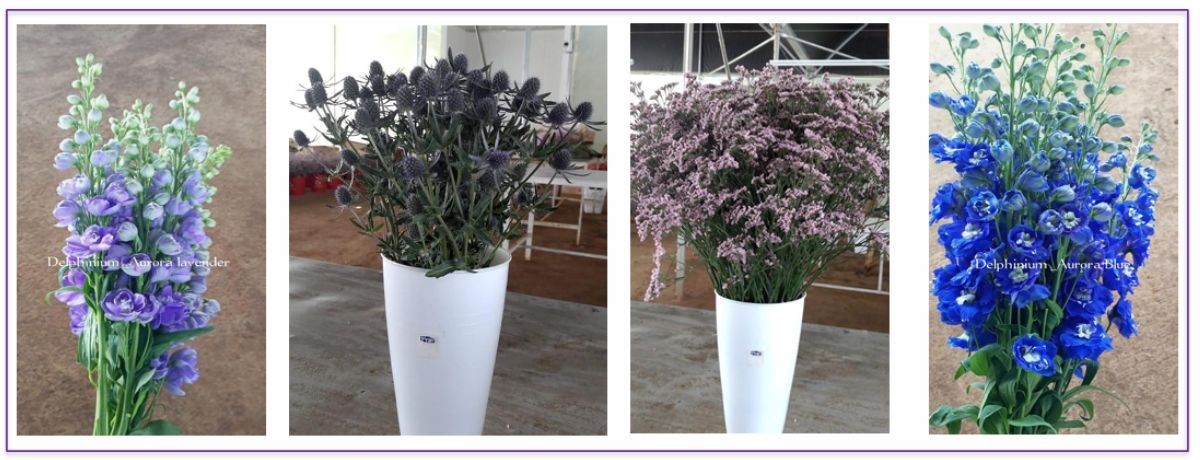 Delphinium Aurora, Limonium Oshi Pink, and Eryngium Blue Glitter Omega Blooms Ltd