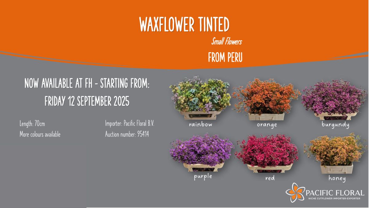 Waxflowers Tinted by Pacific Floral