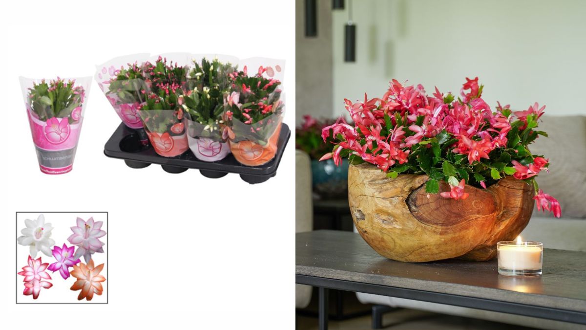 Schlumbergera by Hofland Flowering Plants