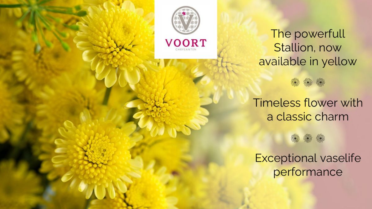 Chrysanthemum Stallion Yellow by Voort Chrysanten