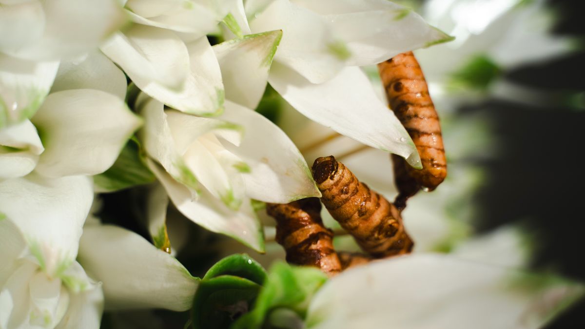 White Curcuma close up from Villa Curcuma design by Joseph Massie