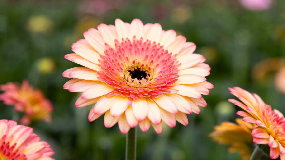 Gerbera Prosecco from Oudijk Gerbera 