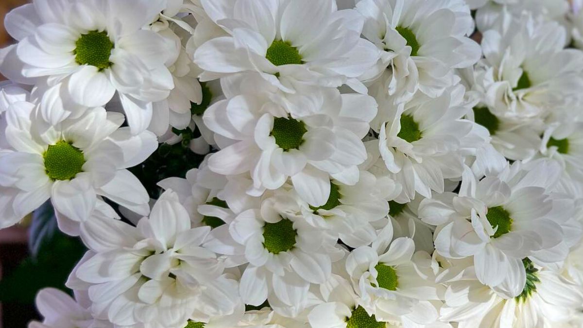 Chrysanthemum Kennedy by Janity Flowers 