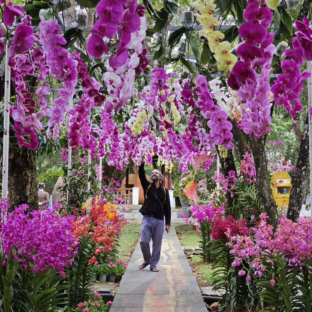 Man walking under orchid archway
