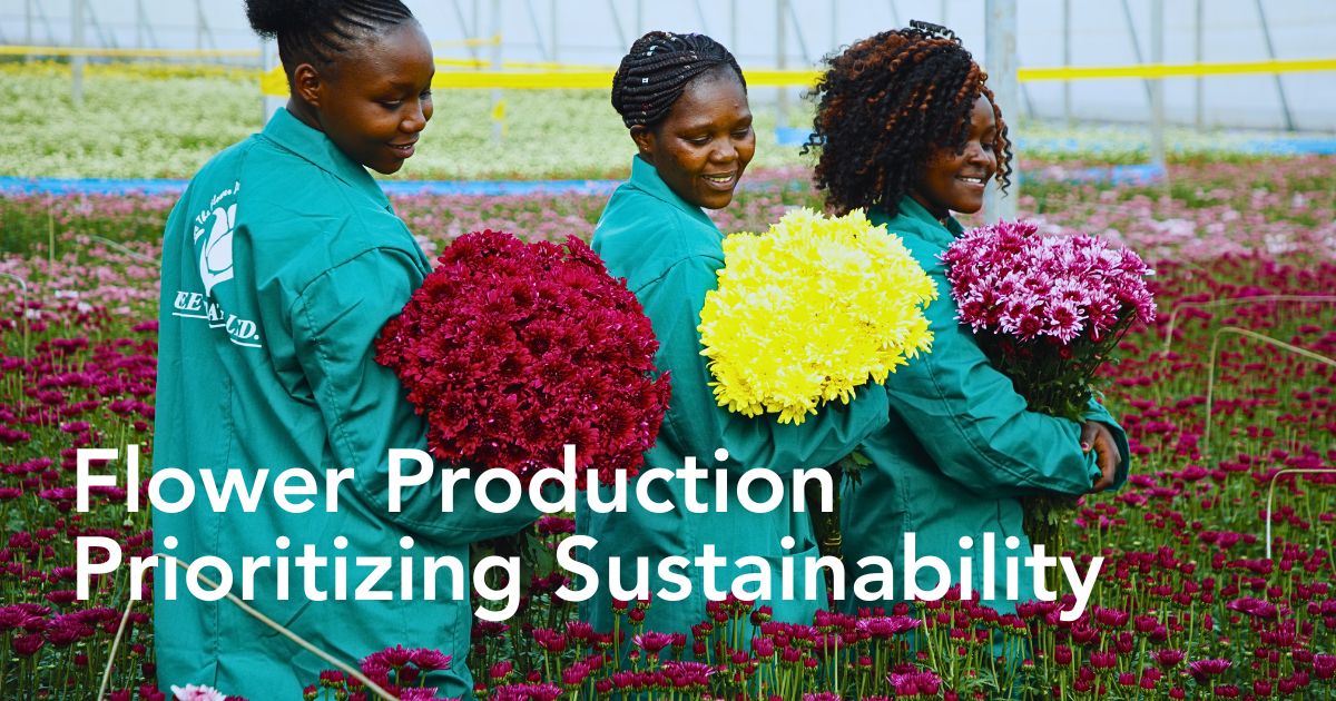 Fairtrade Flowers’ Ideals Inspired Sustainable Flower Cultivation Practices at Black Tulip Group’s Nelion Flora - Thursd Article