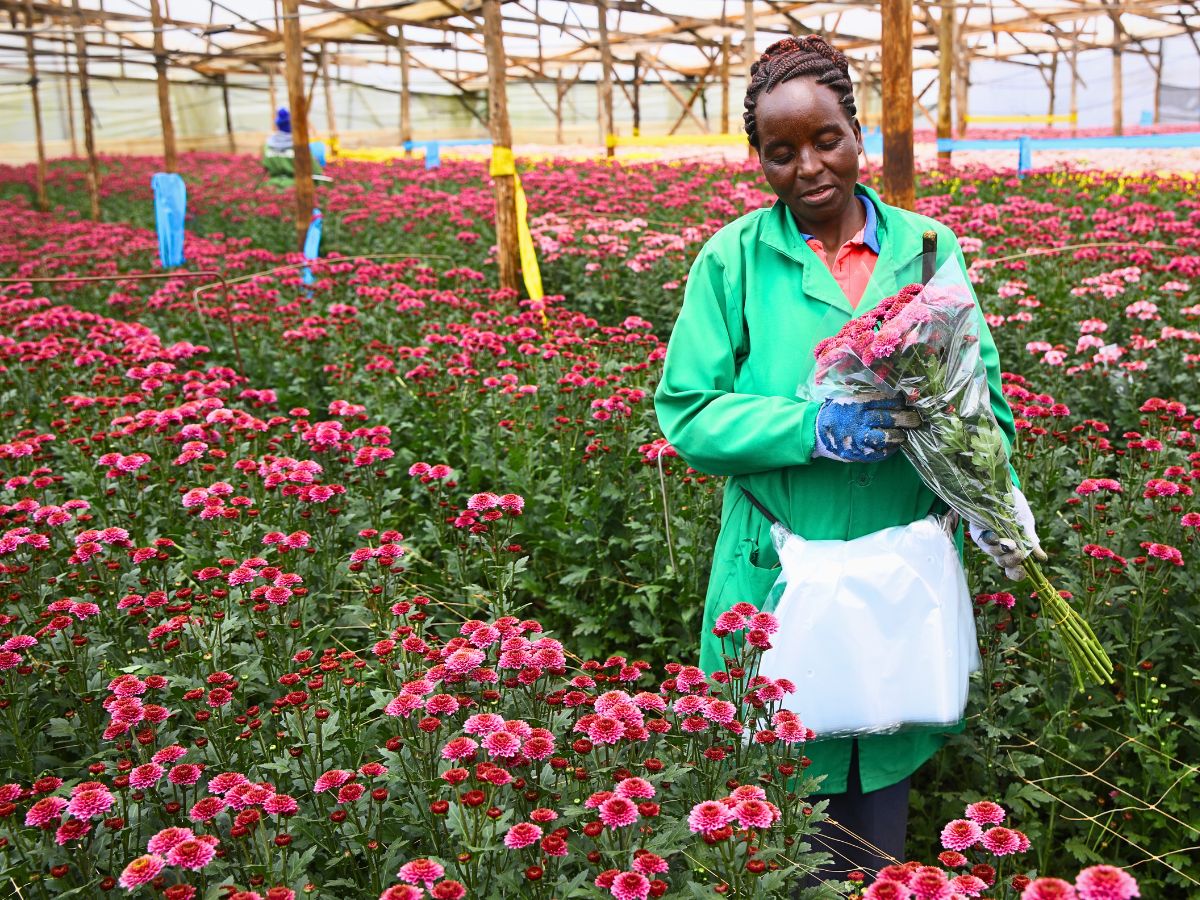 Fairtrade Flowers’ Ideals Inspired Sustainable Flower Cultivation Practices at Black Tulip Group’s Nelion Flora - Thursd Article