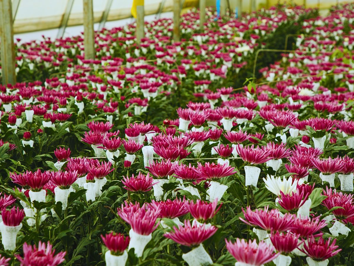 Fairtrade Flowers’ Ideals Inspired Sustainable Flower Cultivation Practices at Black Tulip Group’s Nelion Flora - Thursd Article