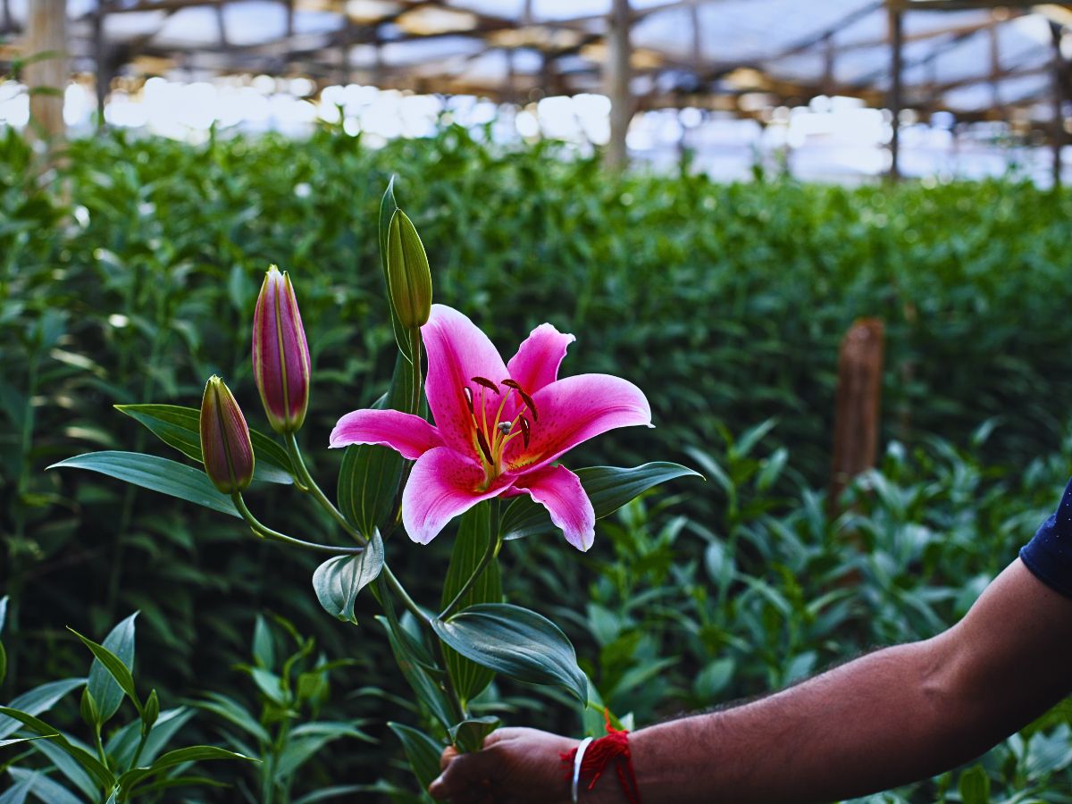 Fairtrade Flowers’ Ideals Inspired Sustainable Flower Cultivation Practices at Black Tulip Group’s Nelion Flora - Thursd Article