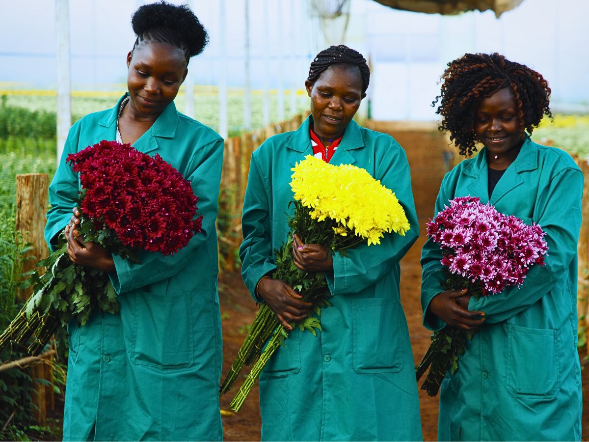 Fairtrade Flowers’ Ideals Inspired Sustainable Flower Cultivation Practices at Black Tulip Group’s Nelion Flora - Thursd Article