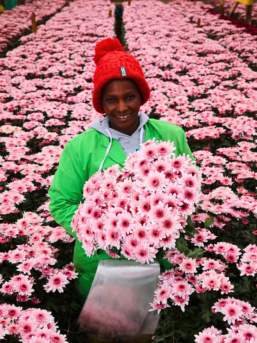 Fairtrade Flowers’ Ideals Inspired Sustainable Flower Cultivation Practices at Black Tulip Group’s Nelion Flora - Thursd Article