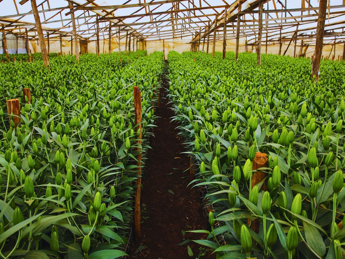 Fairtrade Flowers’ Ideals Inspired Sustainable Flower Cultivation Practices at Black Tulip Group’s Nelion Flora - Thursd Article