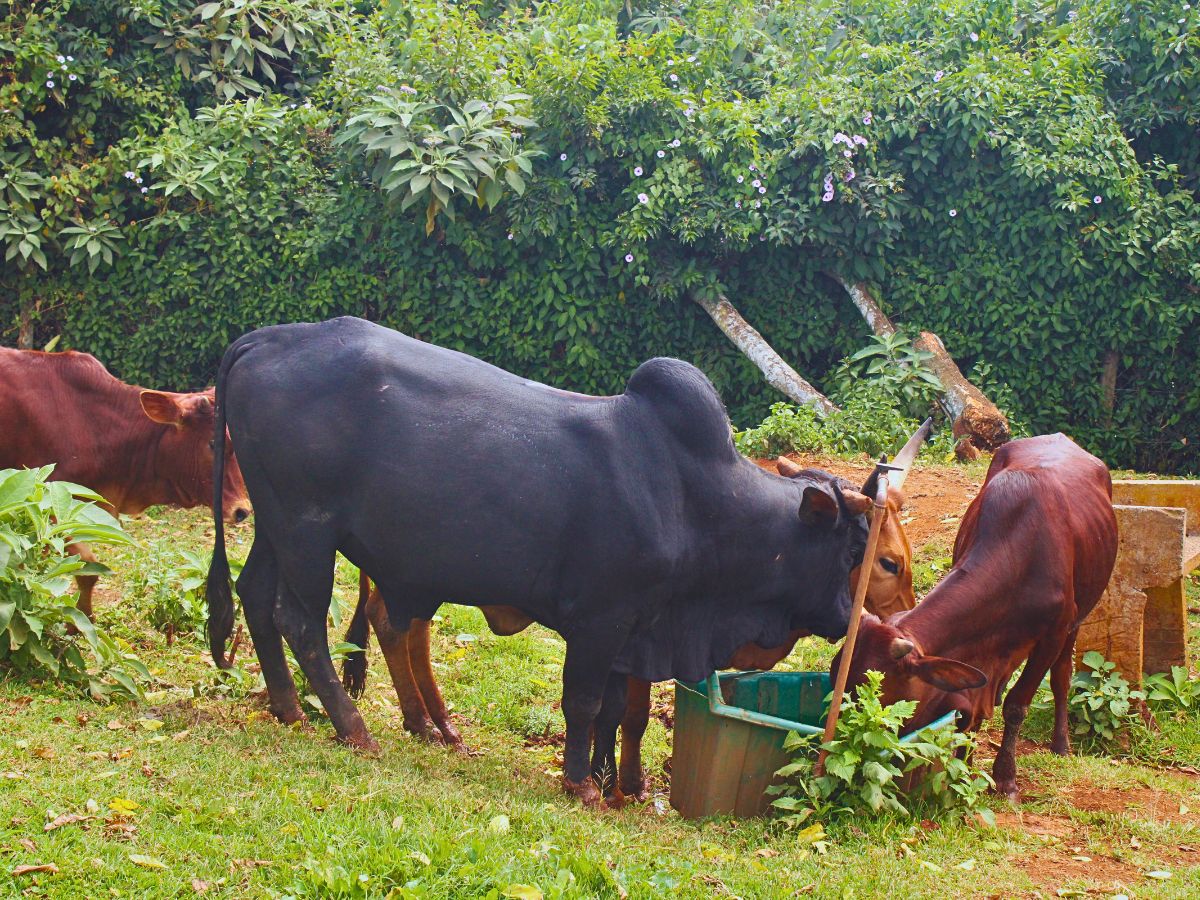 Fairtrade Flowers’ Ideals Inspired Sustainable Flower Cultivation Practices at Black Tulip Group’s Nelion Flora - Thursd Article