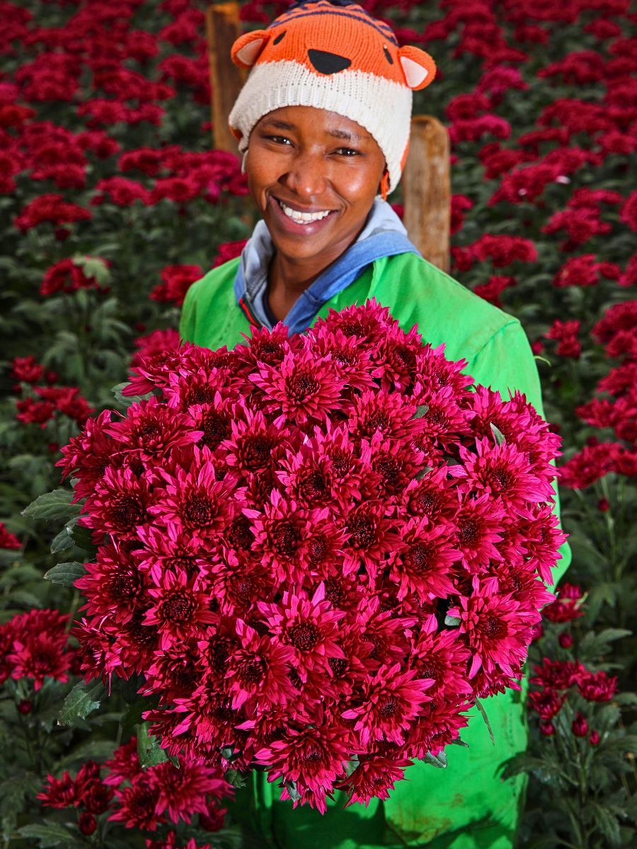 Fairtrade Flowers’ Ideals Inspired Sustainable Flower Cultivation Practices at Black Tulip Group’s Nelion Flora - Thursd Article