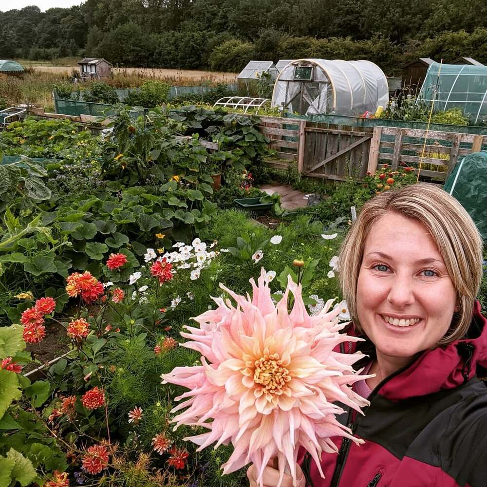 Smiling gardener holding large dahlia Smiling gardener holding large dahlia