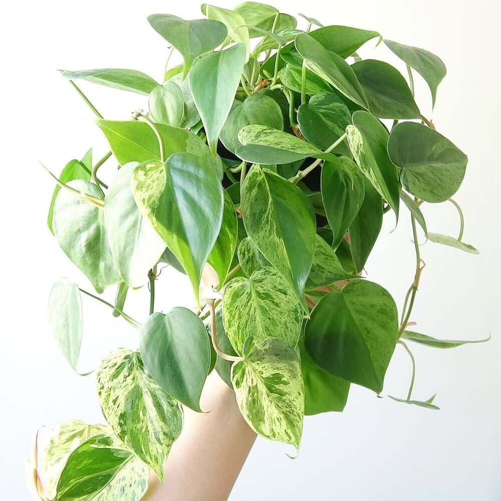Variegated philodendron symbolizing growth Variegated philodendron symbolizing growth