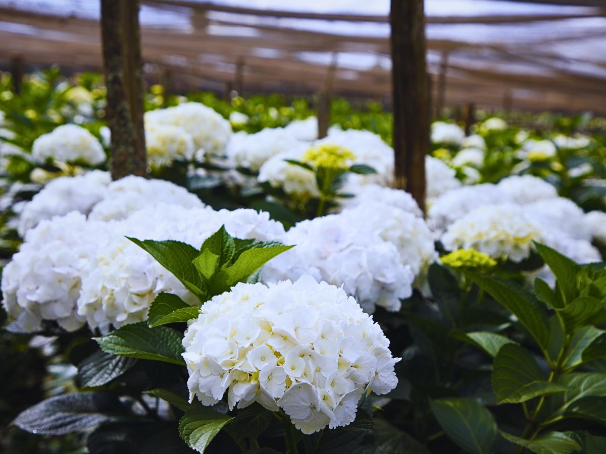 Fairtrade Flowers’ Ideals Inspired Sustainable Flower Cultivation Practices at Black Tulip Group’s Nelion Flora - Thursd Article