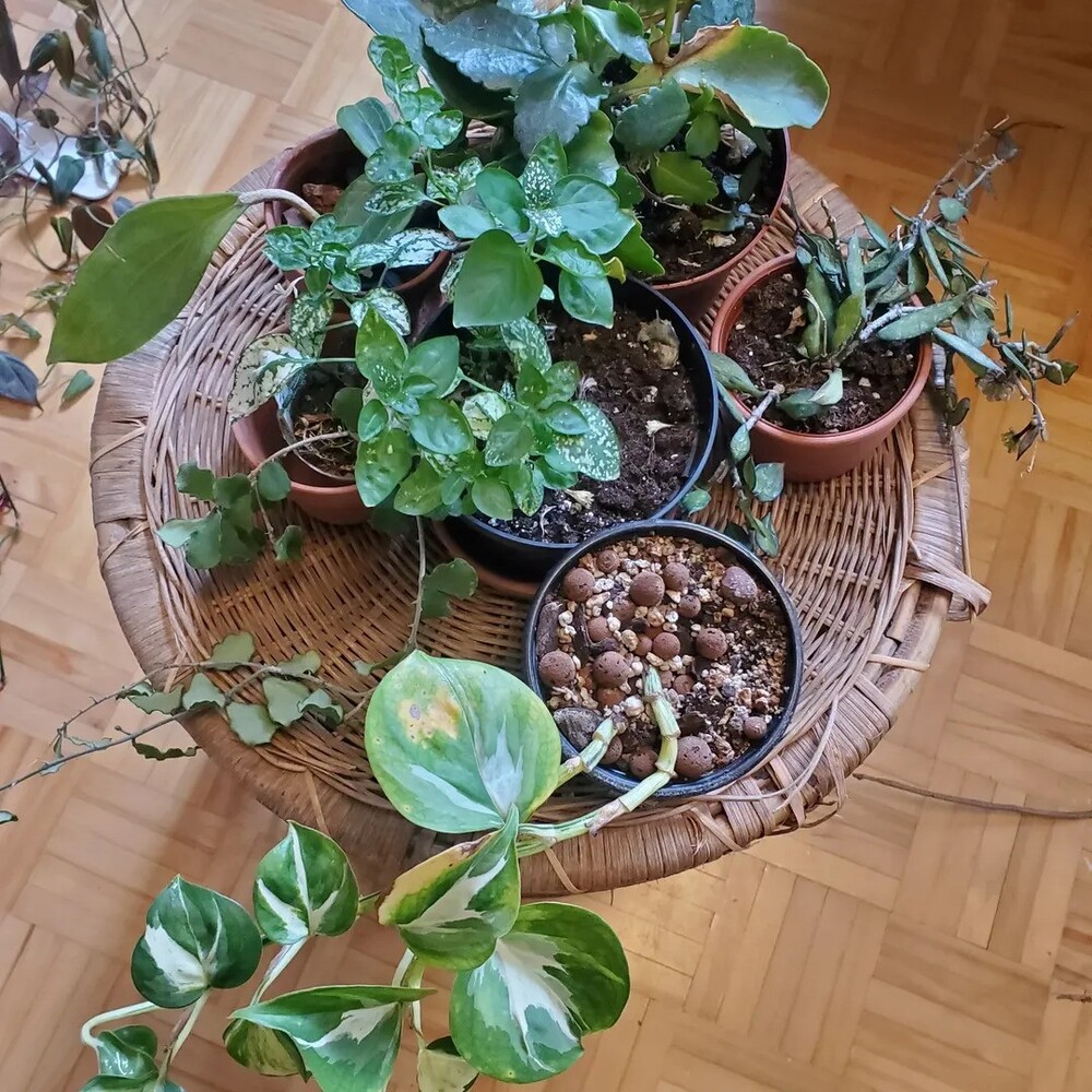 Potted houseplants illustrating growth resilience Potted houseplants illustrating growth resilience