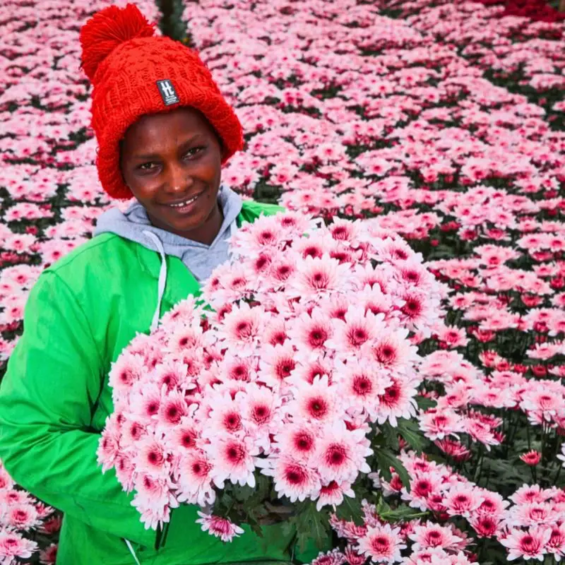Fairtrade Flowers’ Ideals Inspired Sustainable Flower Cultivation Practices at Black Tulip Group’s Nelion Flora - Thursd Article