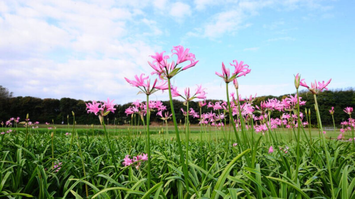 Amarine flowering by Agro Fleur Select