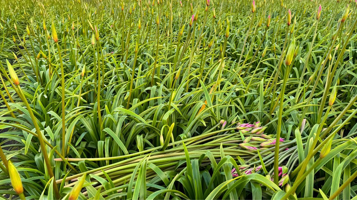Amarine on the field by Agro Fleur Select