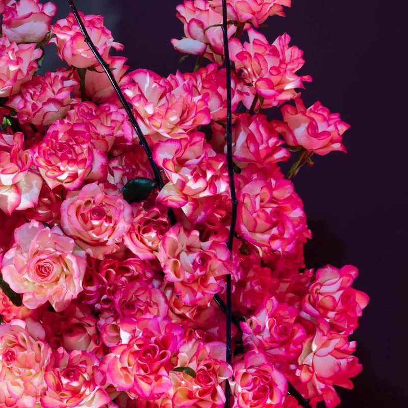 Rose Jumilia photo by Robert Bartolen