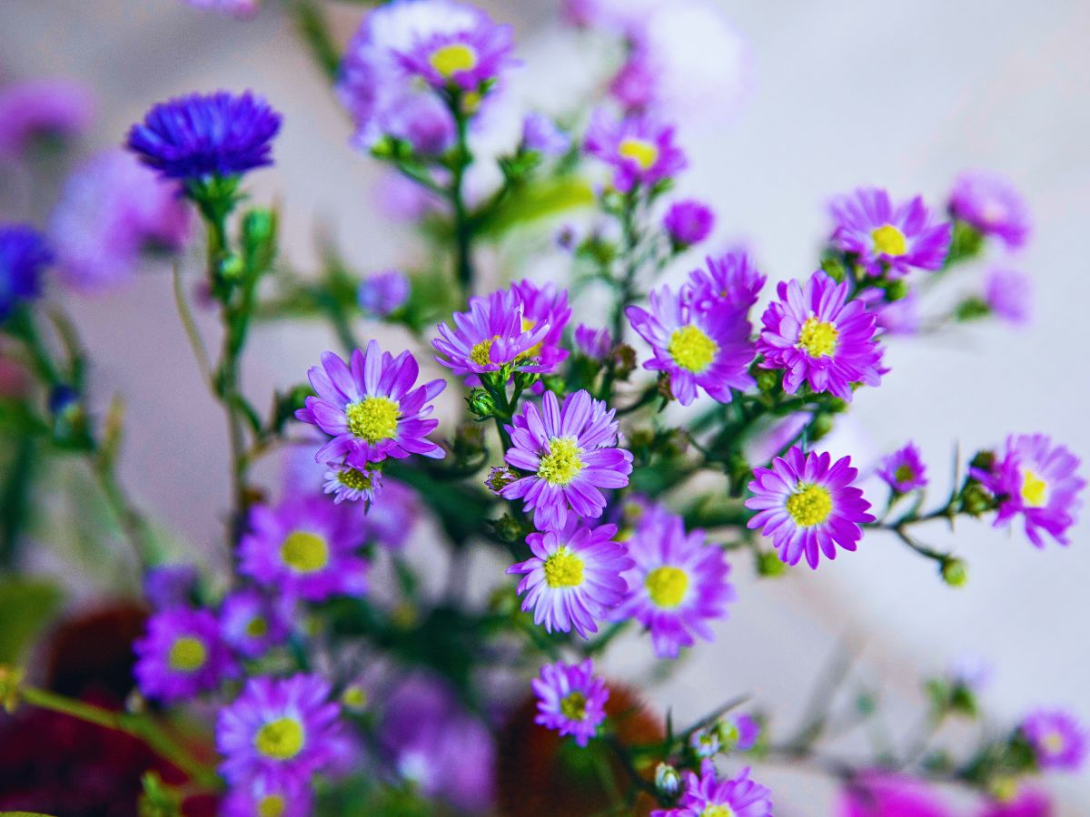 Marginpar’s Aster Meets Bark in an Avant-Garde Take On Floral Arrangements - Thursd Article