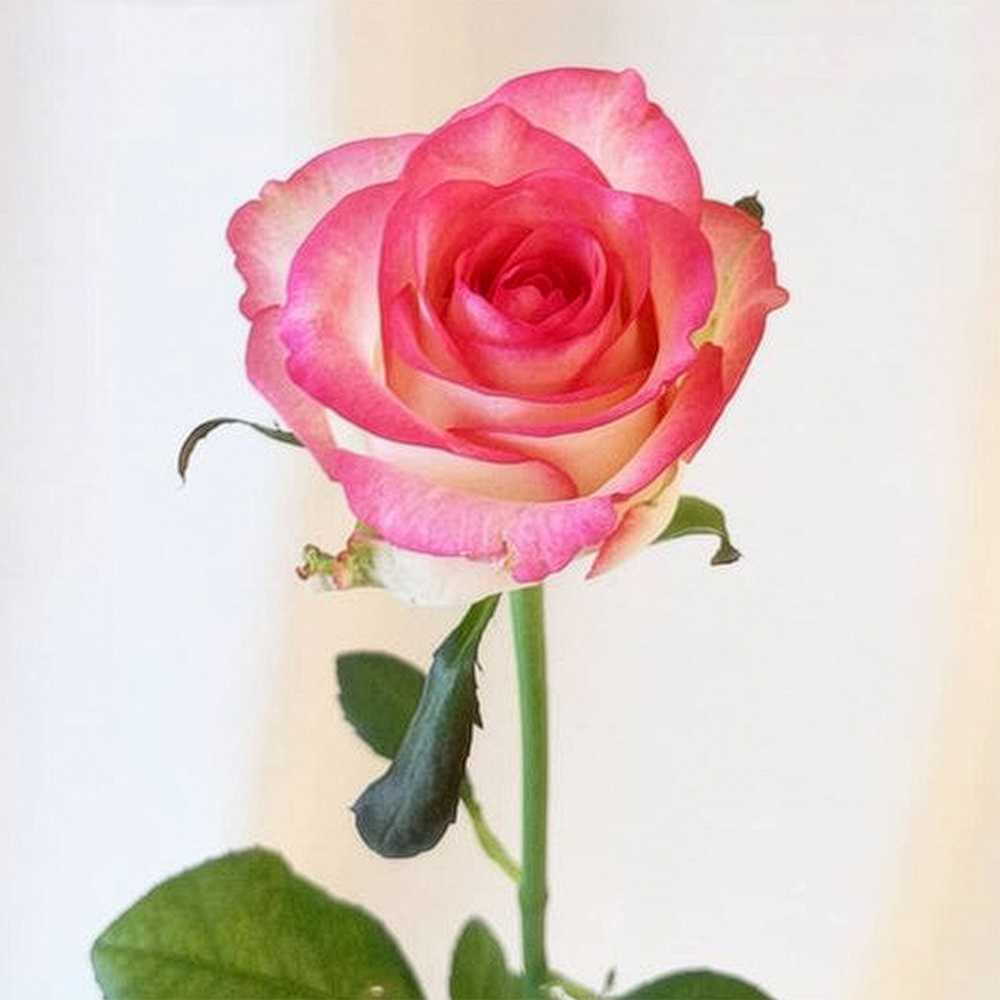 Rose Jumilia single stem Rose Jumilia single stem