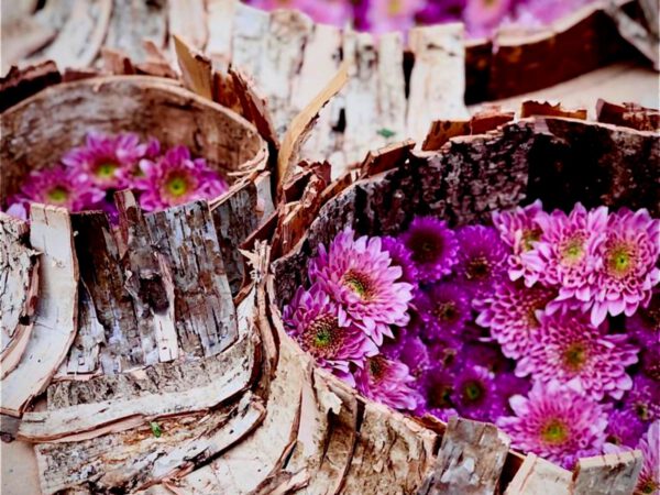 Deborah Provenziani 6 Chrysanthemums in Japanese Garden Hasselt for Haiku in Bloom - Just Chrys - Blog on Thursd